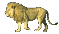 Gif animé lion marche